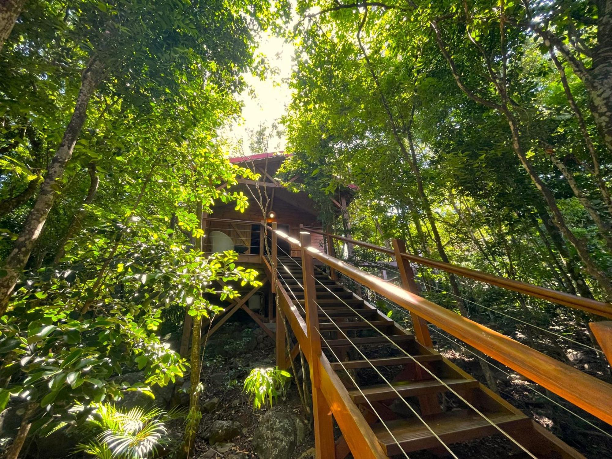 Au Jardin Des Colibris Ecolodge&Spa Deshaies Exteriör bild